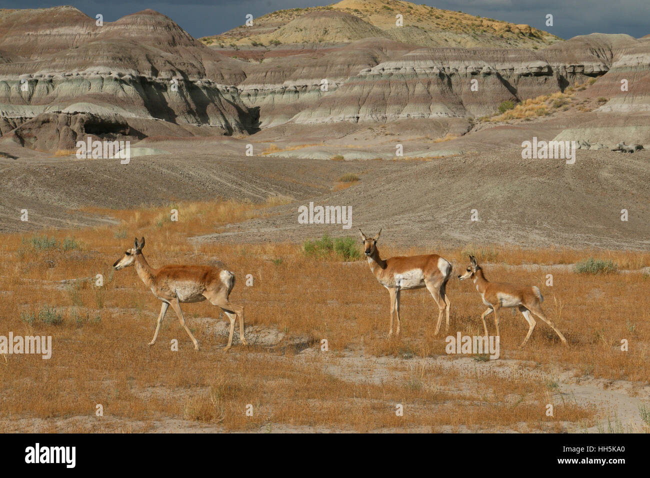 L'antilope du désert du Grand Bassin de l'Utah Banque D'Images