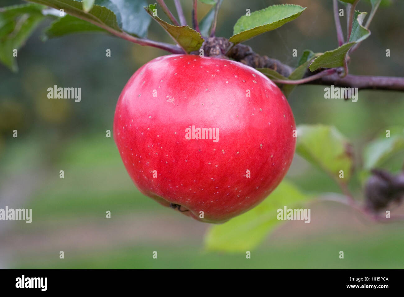 Malus domestica 'John Standish' pousse dans un verger anglais. Banque D'Images
