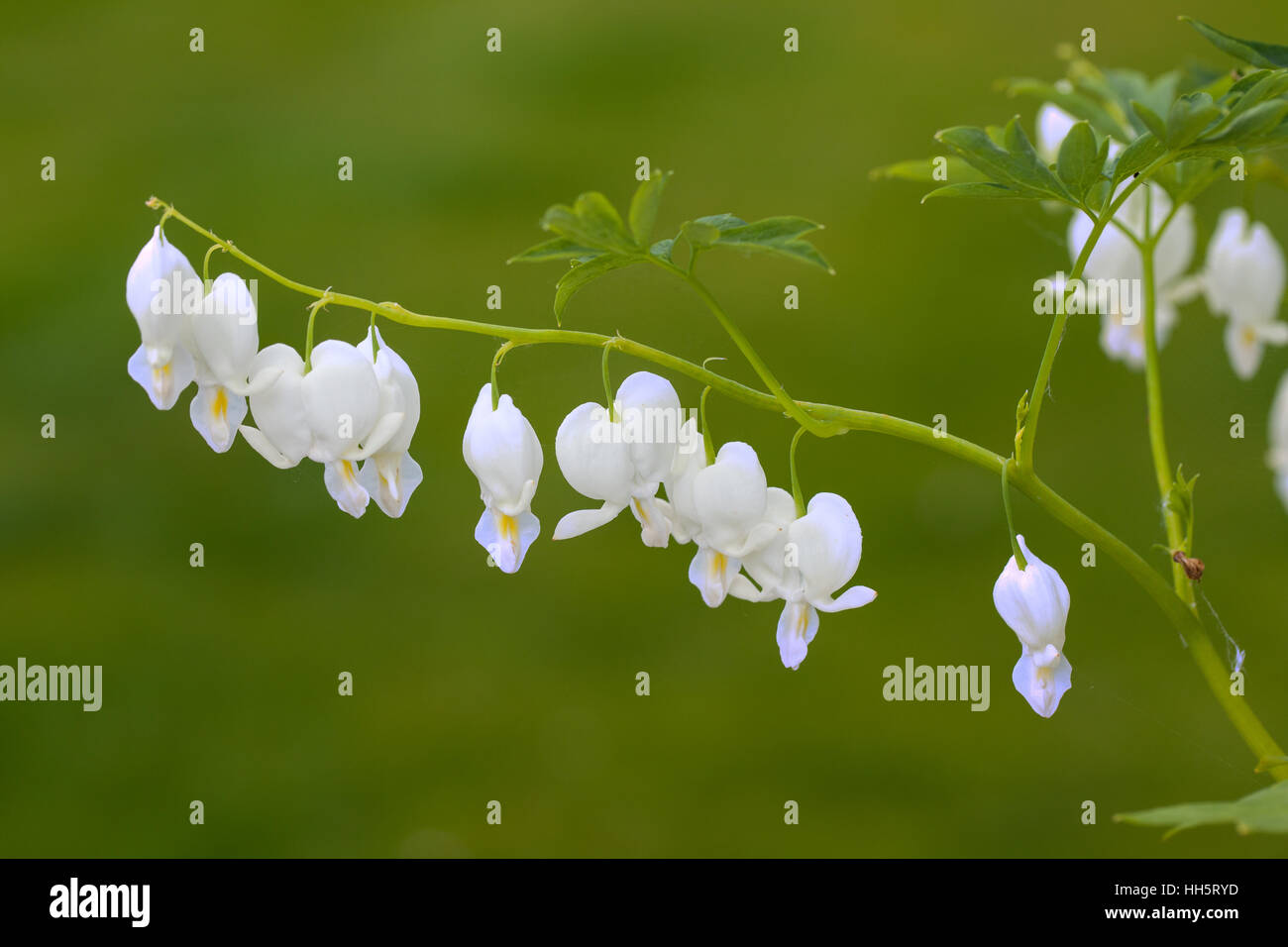 Fleur coeur saignant Dicentra spectabilis 'Alba' en pleine floraison au printemps dans un jardin de campagne anglaise Banque D'Images