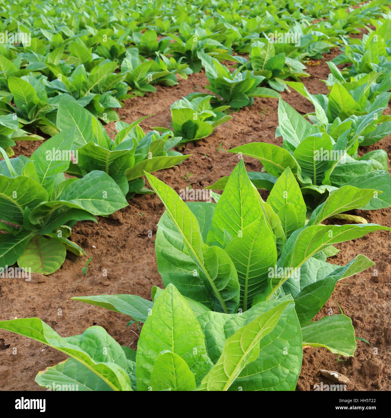 Plantation de tabac dans un champ Banque D'Images