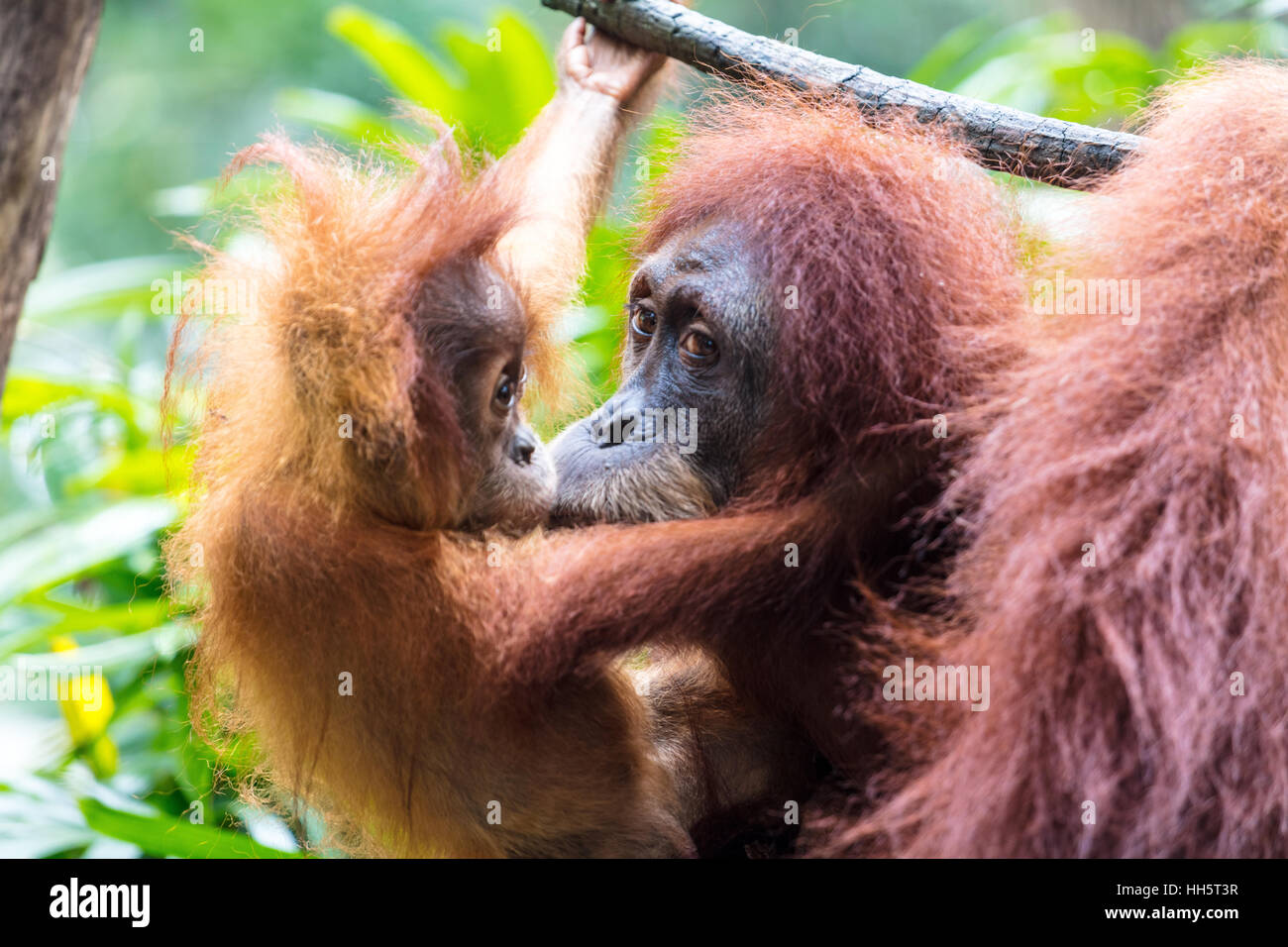 Mère avec bébé orang-outan Banque D'Images