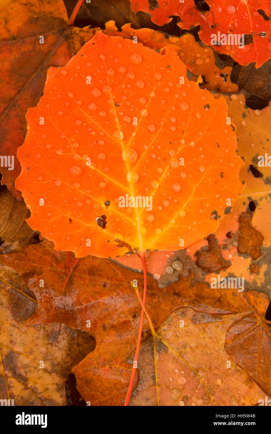 Feuilles de tremble sur le sentier de l'étang de morue, lac Wilcox Forêt Sauvage, réserve forestière de l'Adirondack, New York Banque D'Images