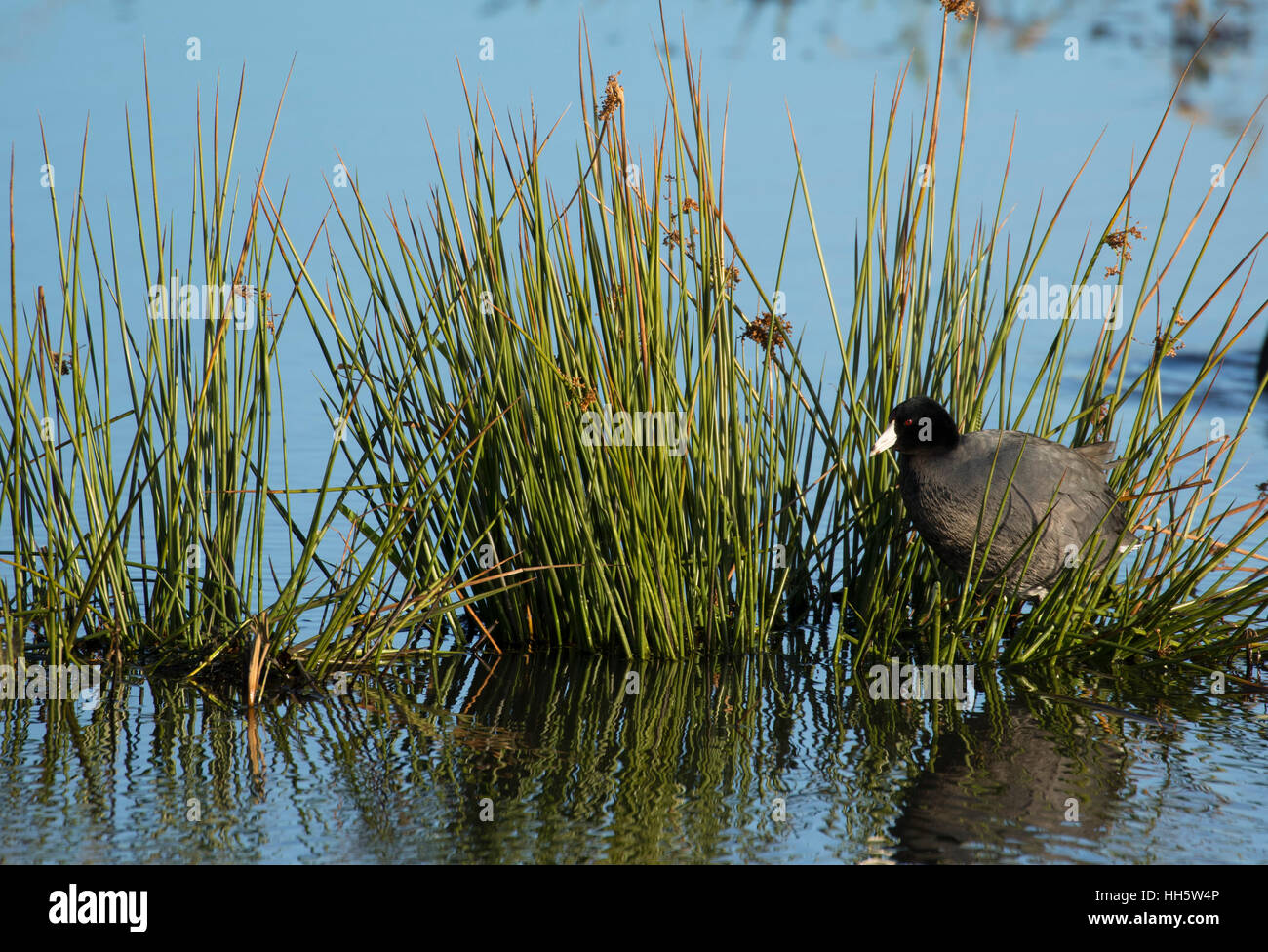 Foulque, Ridgefield National Wildlife Refuge, Washington Banque D'Images