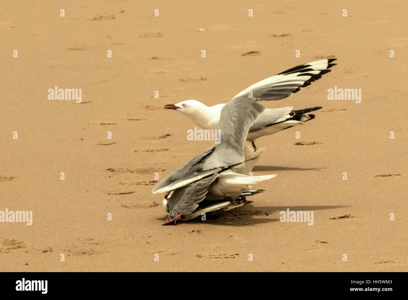 Les combats des mouettes sur plage déserte Banque D'Images