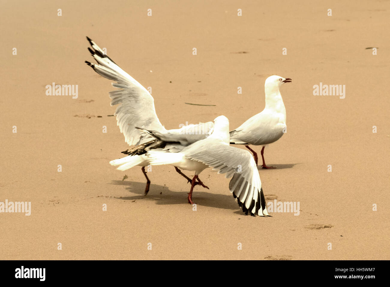 Seagaulls beachat trois combats sur Pambula en NSW Banque D'Images