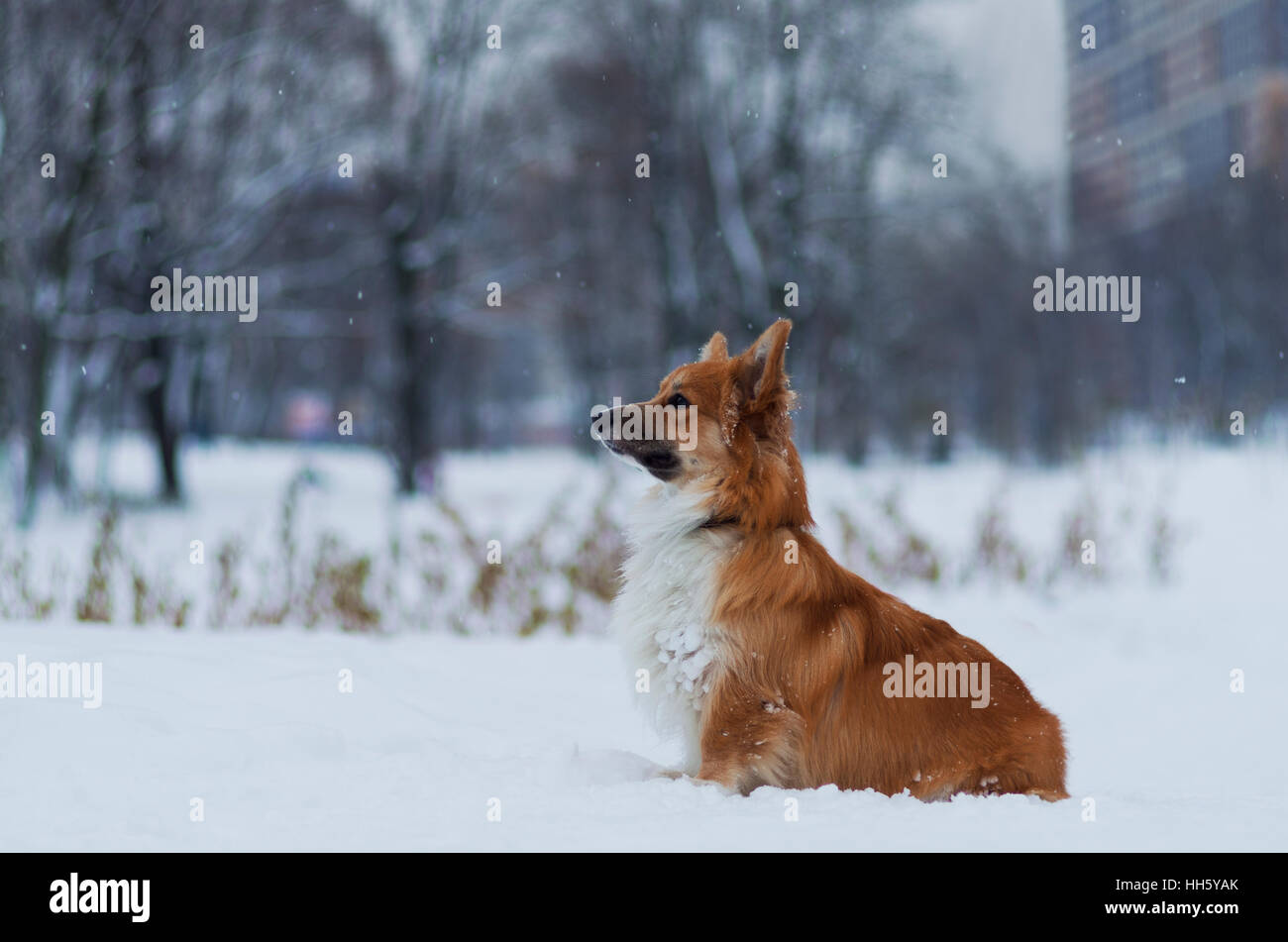 Photo d'un chien (race Welsh Corgi Pembroke, moelleux de couleur rouge) dans le parc, journée d'hiver, la Russie Banque D'Images