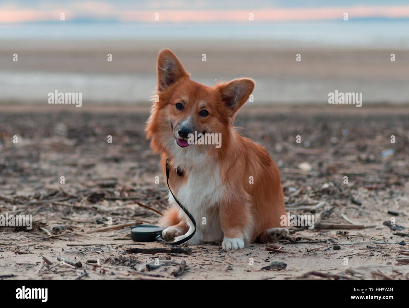Photo d'un chien avec la tête (race Welsh Corgi Pembroke, moelleux de couleur rouge) assis sur le sable d'une plage sur le coucher de soleil, souriant et à la Banque D'Images