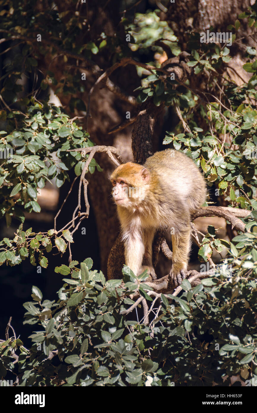 Singe macaque de barbarie dans un arbre, Ifrane, Maroc Banque D'Images