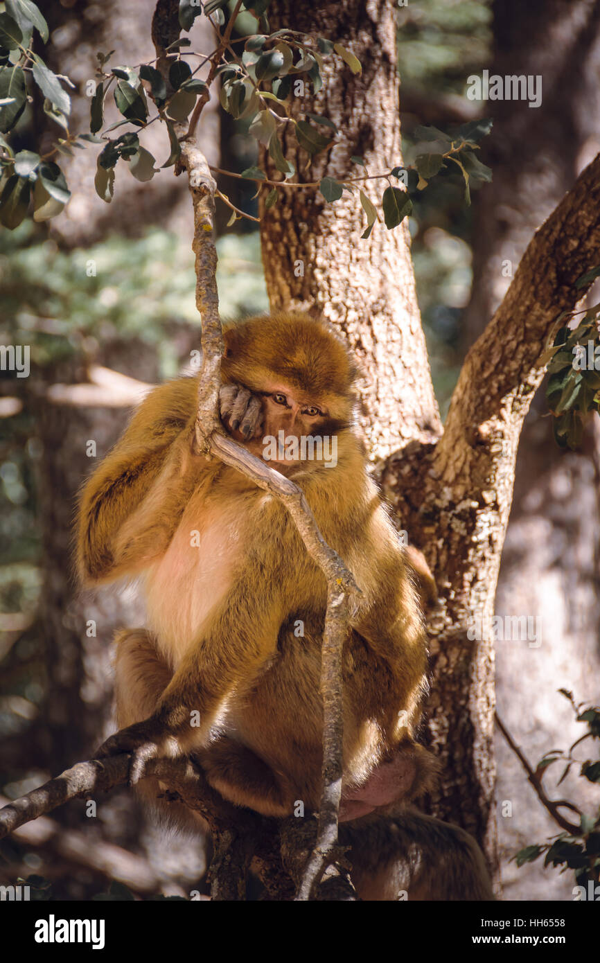 Singe macaque de barbarie dans un arbre, Ifrane, Maroc Banque D'Images