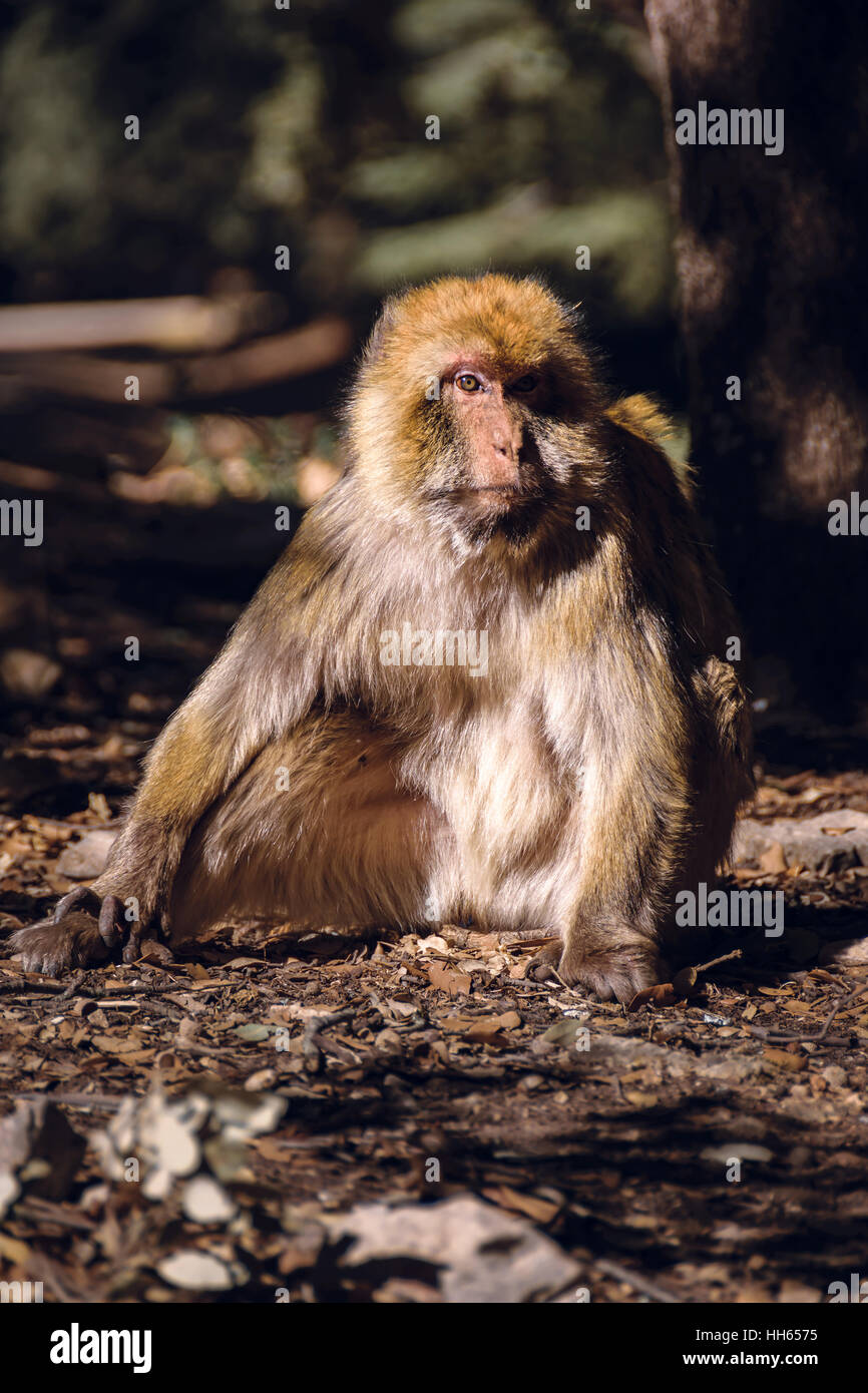 Portrait singe macaque de barbarie, Ifrane, Maroc Banque D'Images