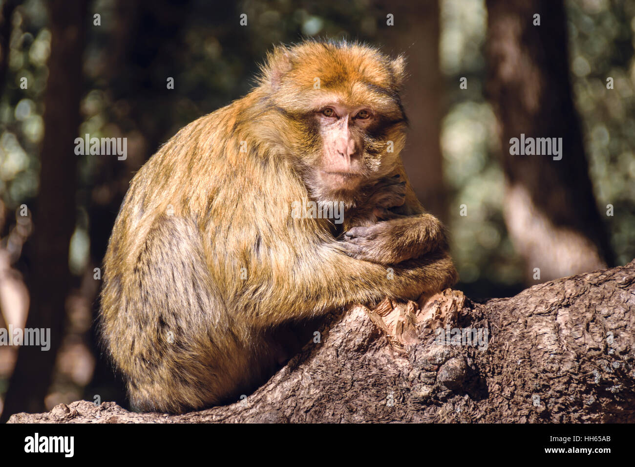 Portrait singe macaque de barbarie sur un tronçon, Ifrane, Maroc Banque D'Images