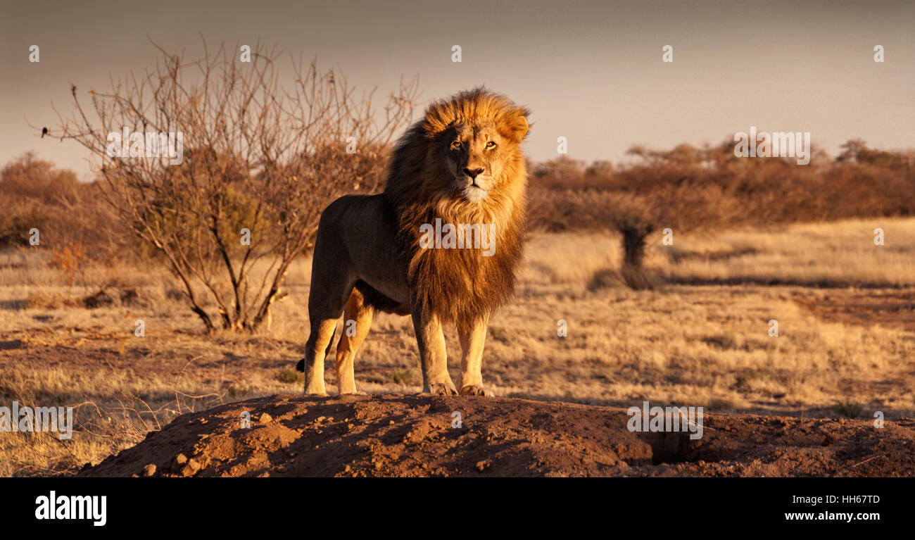 Okonjima, Namibie - Regal-à Lion debout fièrement sur une petite colline Banque D'Images