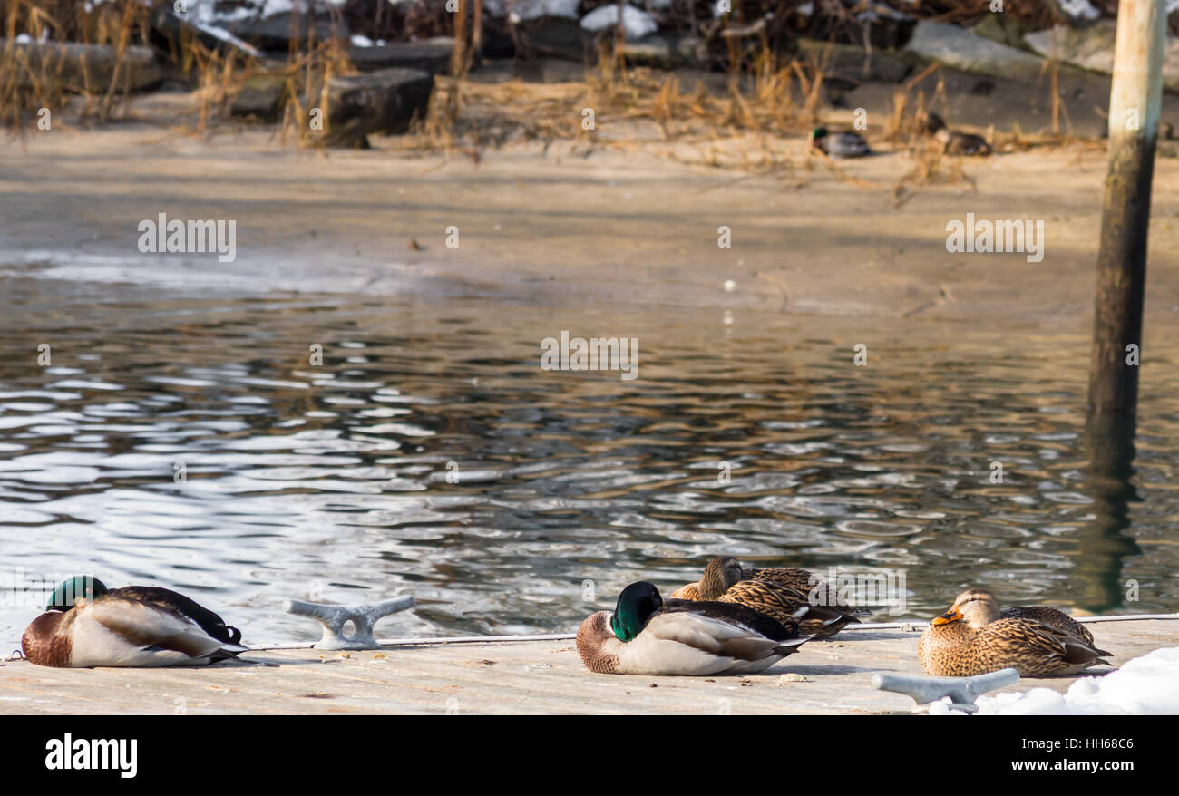 Quatre canards mulards endormi sur un quai par une froide journée de janvier à Sag Harbor, NY Banque D'Images
