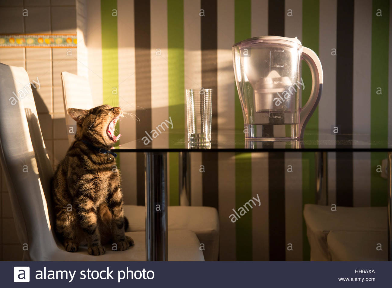La Mignon Brun Et Noir Race De Chat à Rayures Beige Assis