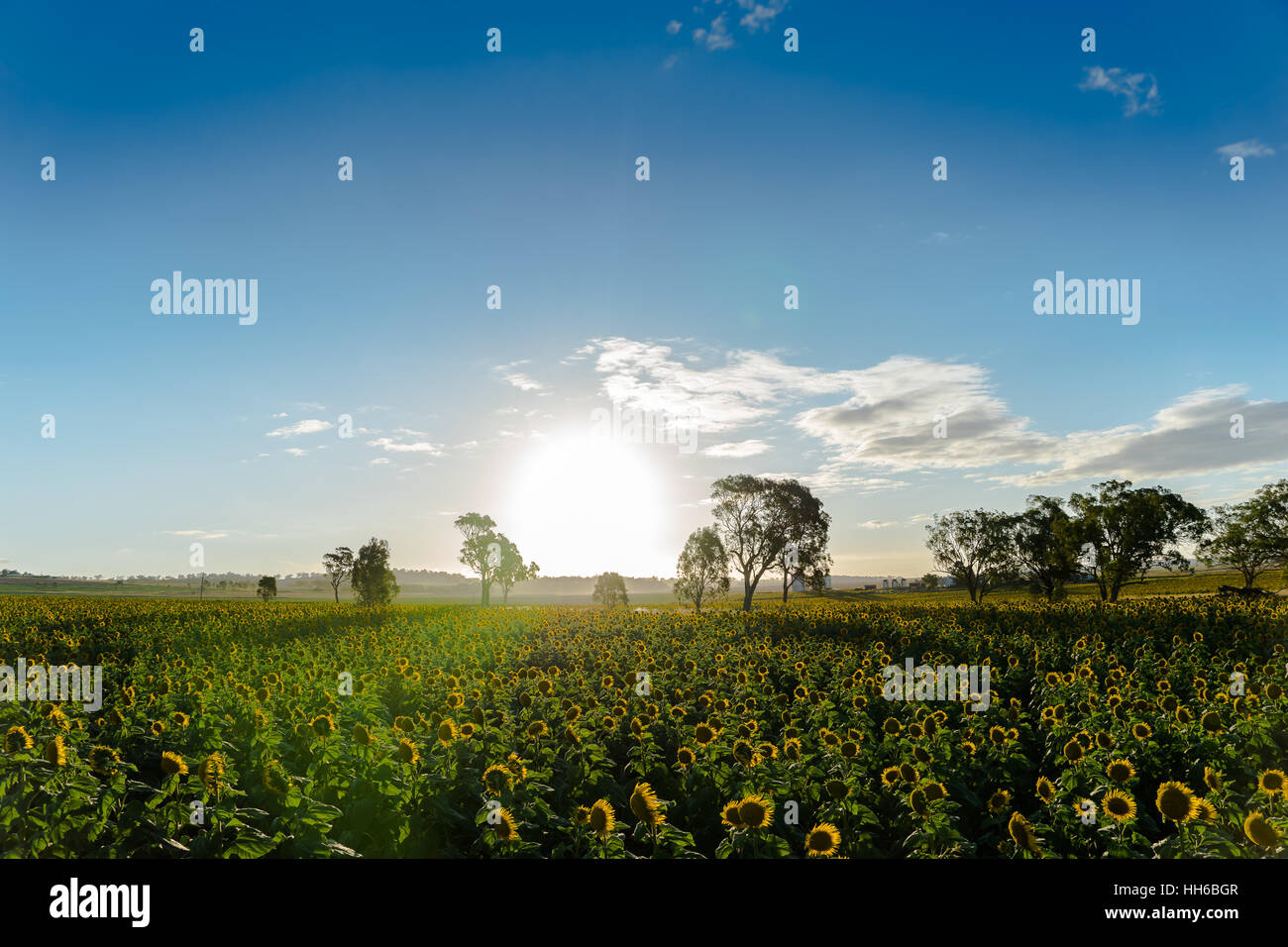 Les champs de tournesols au coucher du soleil Banque D'Images