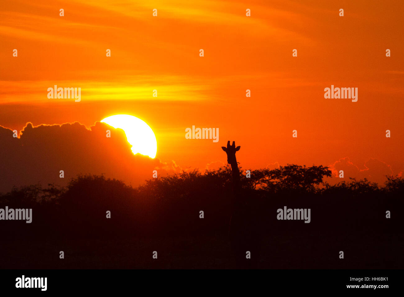 Parc National d'Etosha, Namibie. Une Girafe (Giraffa camelopardalis) est découpé par le soleil couchant. Banque D'Images