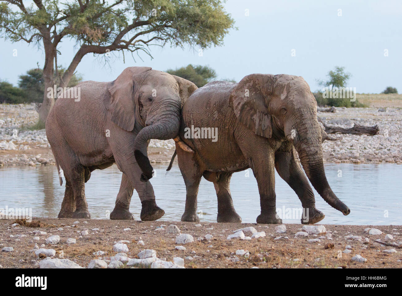 Parc National d'Etosha, Namibie. Deux éléphants (Loxodonta africana) s'affrontent dans un trou d'eau. Banque D'Images