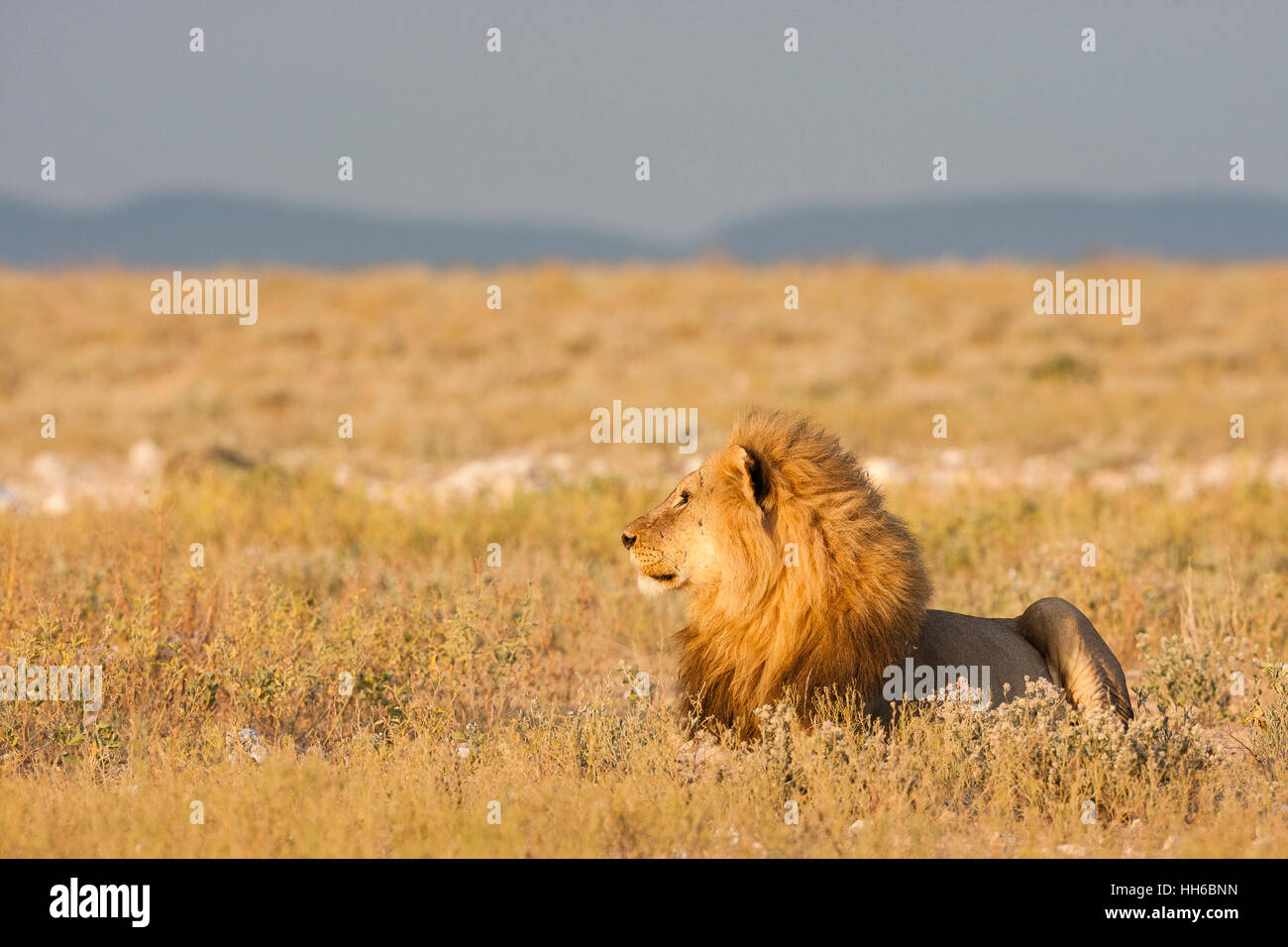 Parc National d'Etosha, Namibie. Lion d'Afrique avec une grande crinière de profil pendant le lever du soleil. Banque D'Images