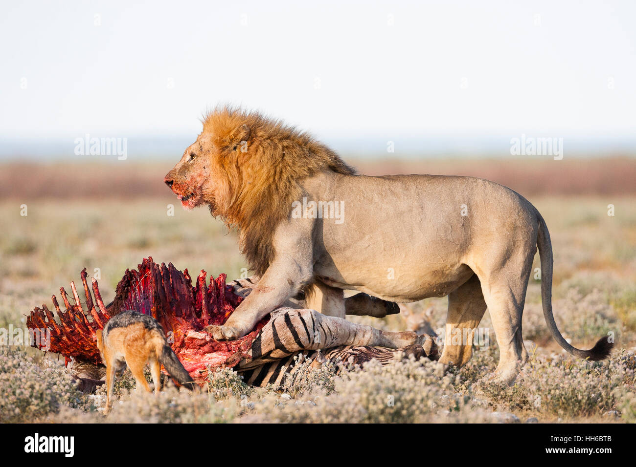 Parc National d'Etosha, Namibie. Grand mâle lion garde sa nourriture contre le noir soutenu chacals. Banque D'Images