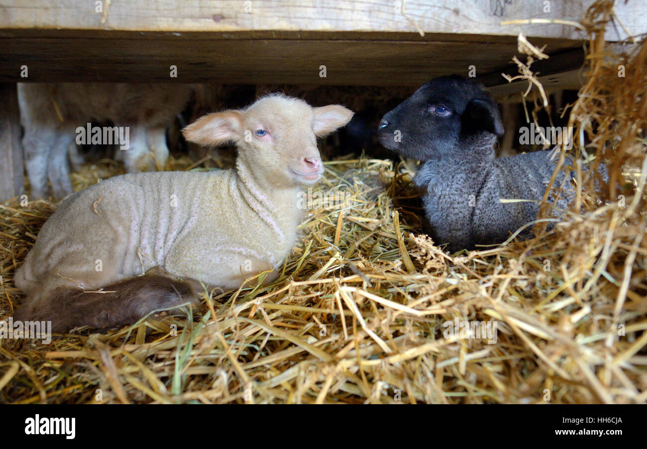 Les agneaux nouveau-nés dans une étable Banque D'Images