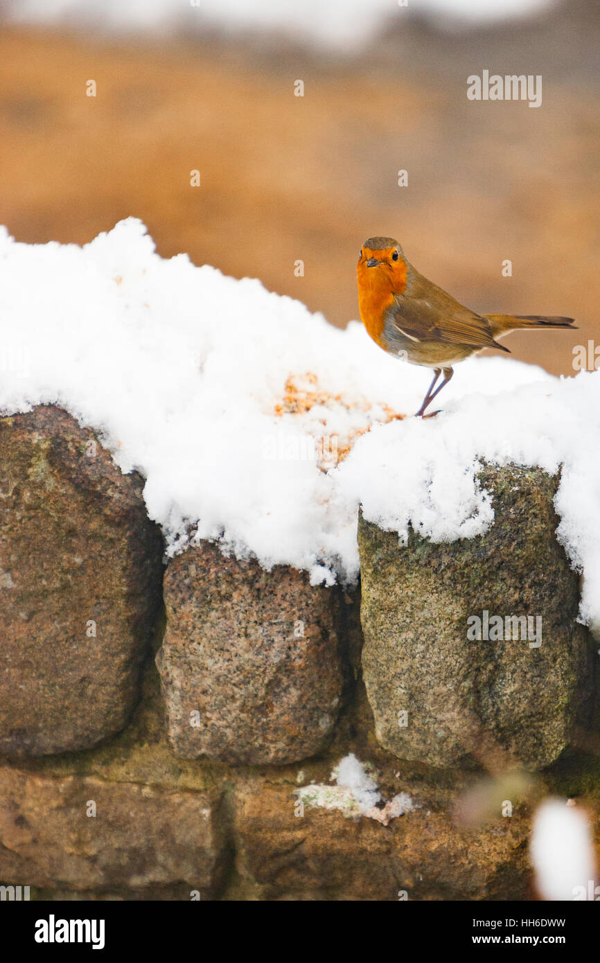 Dorking, Surrey, UK. Robin debout sur mur de pierre après la neige. Banque D'Images