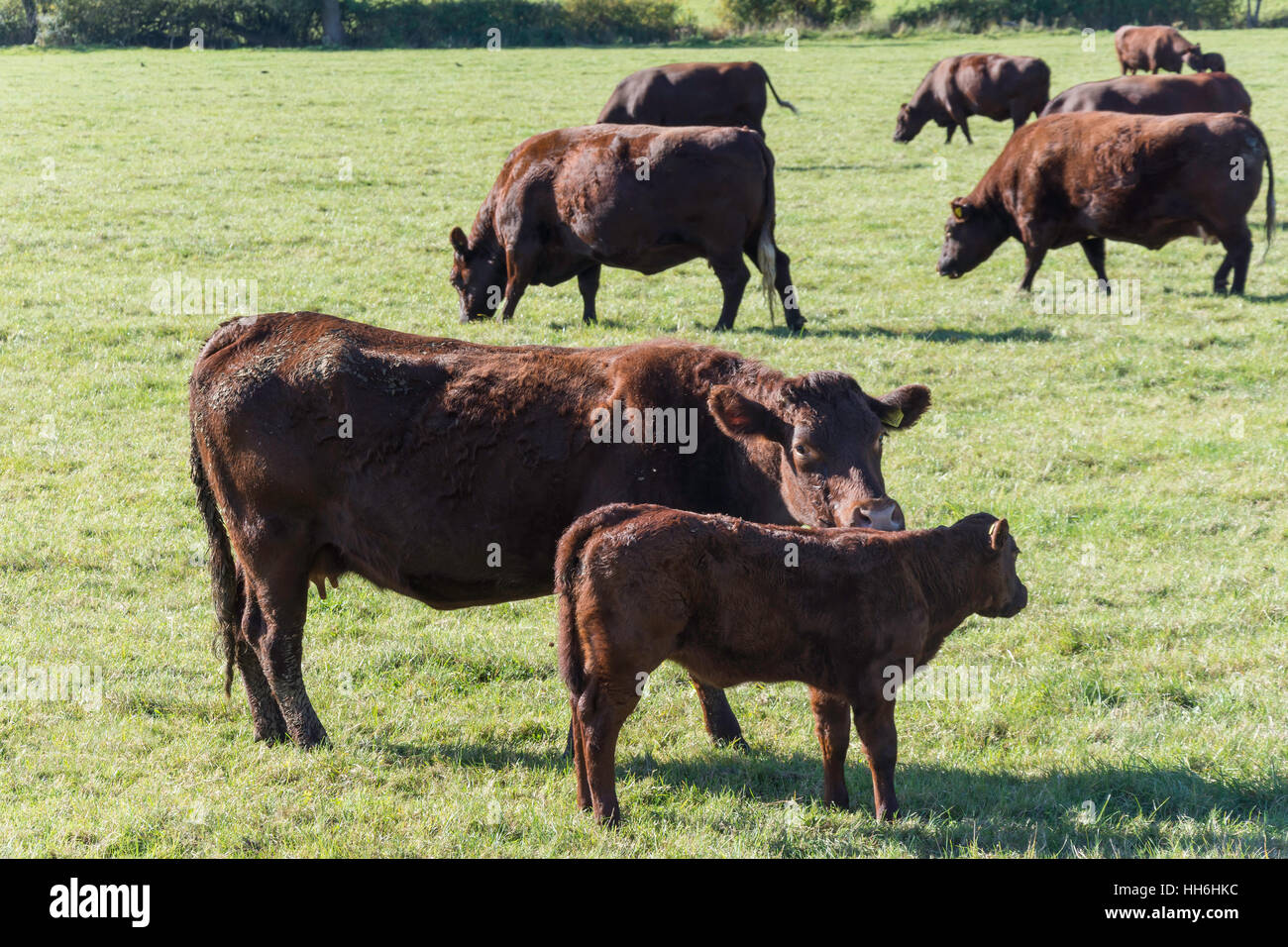 Les vaches de race Sussex dans le champ à Runnymede, par River Thames, Surrey, Angleterre, Royaume-Uni Banque D'Images