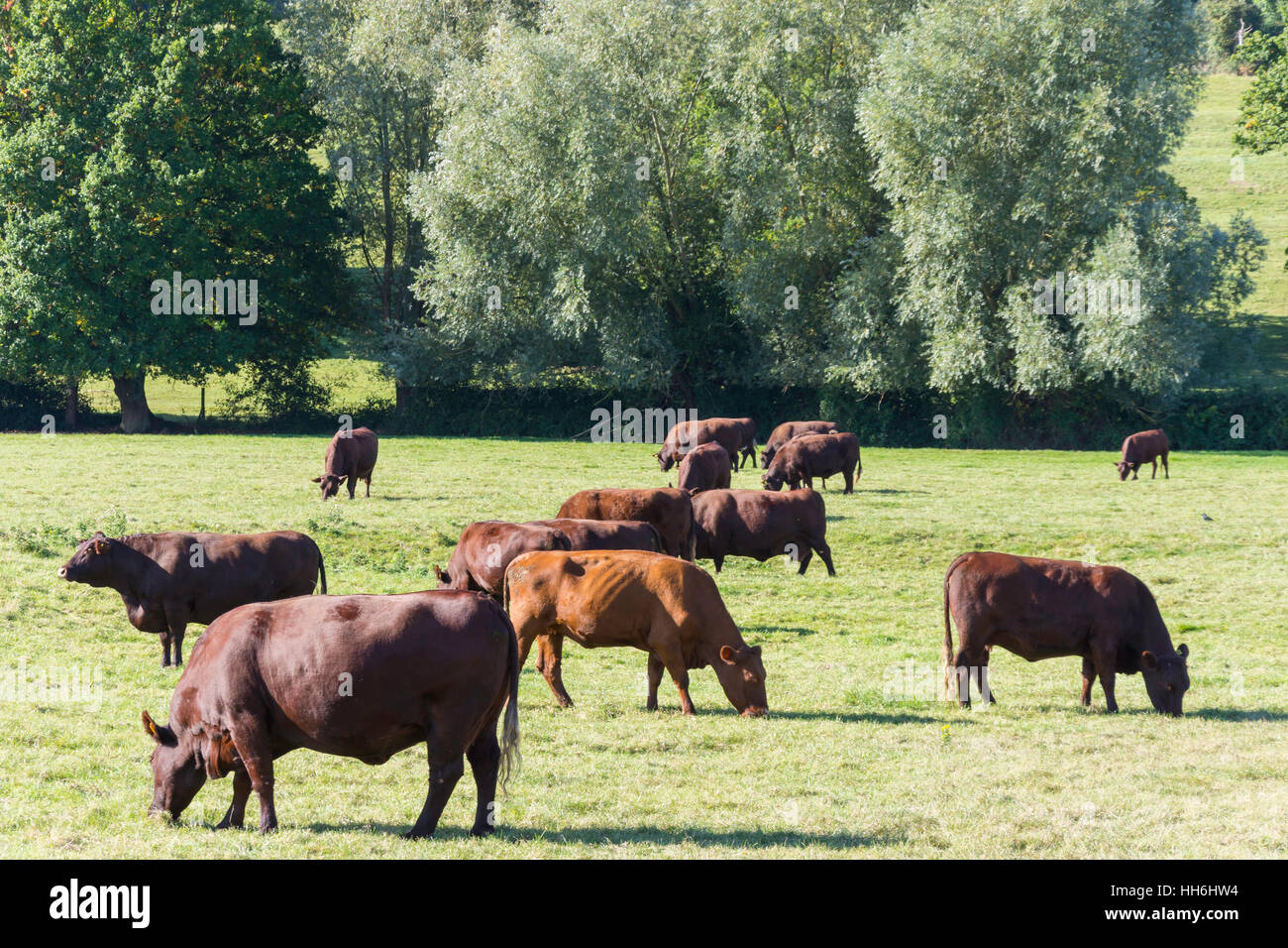 Les vaches de race Sussex dans le champ à Runnymede, par River Thames, Surrey, Angleterre, Royaume-Uni Banque D'Images