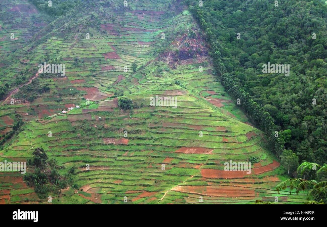 Vue aérienne de la frontière de la Forêt impénétrable de Bwindi en Ouganda (Afrique) Banque D'Images