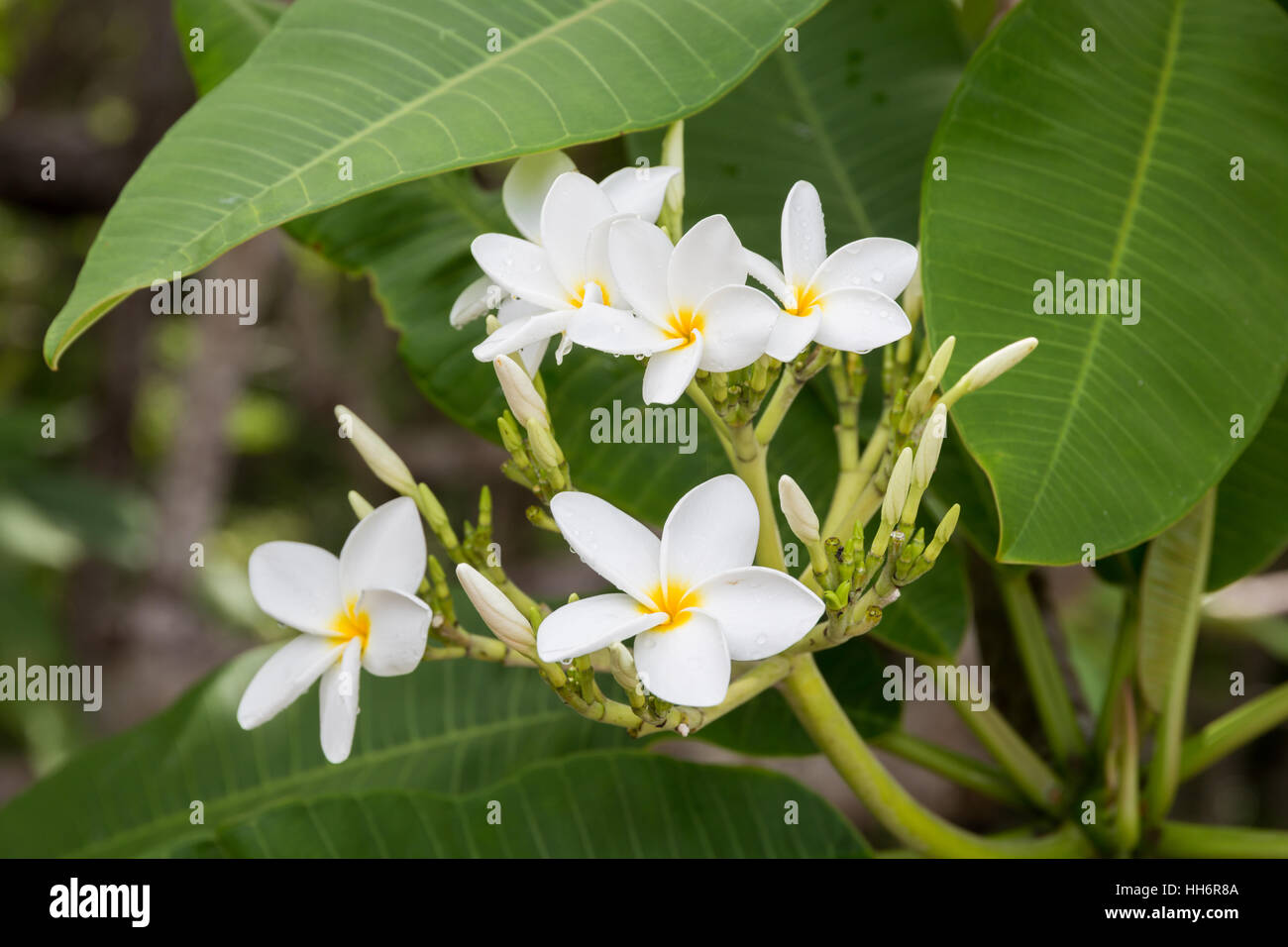 Plumeria flowers blooming dans la nature Banque D'Images