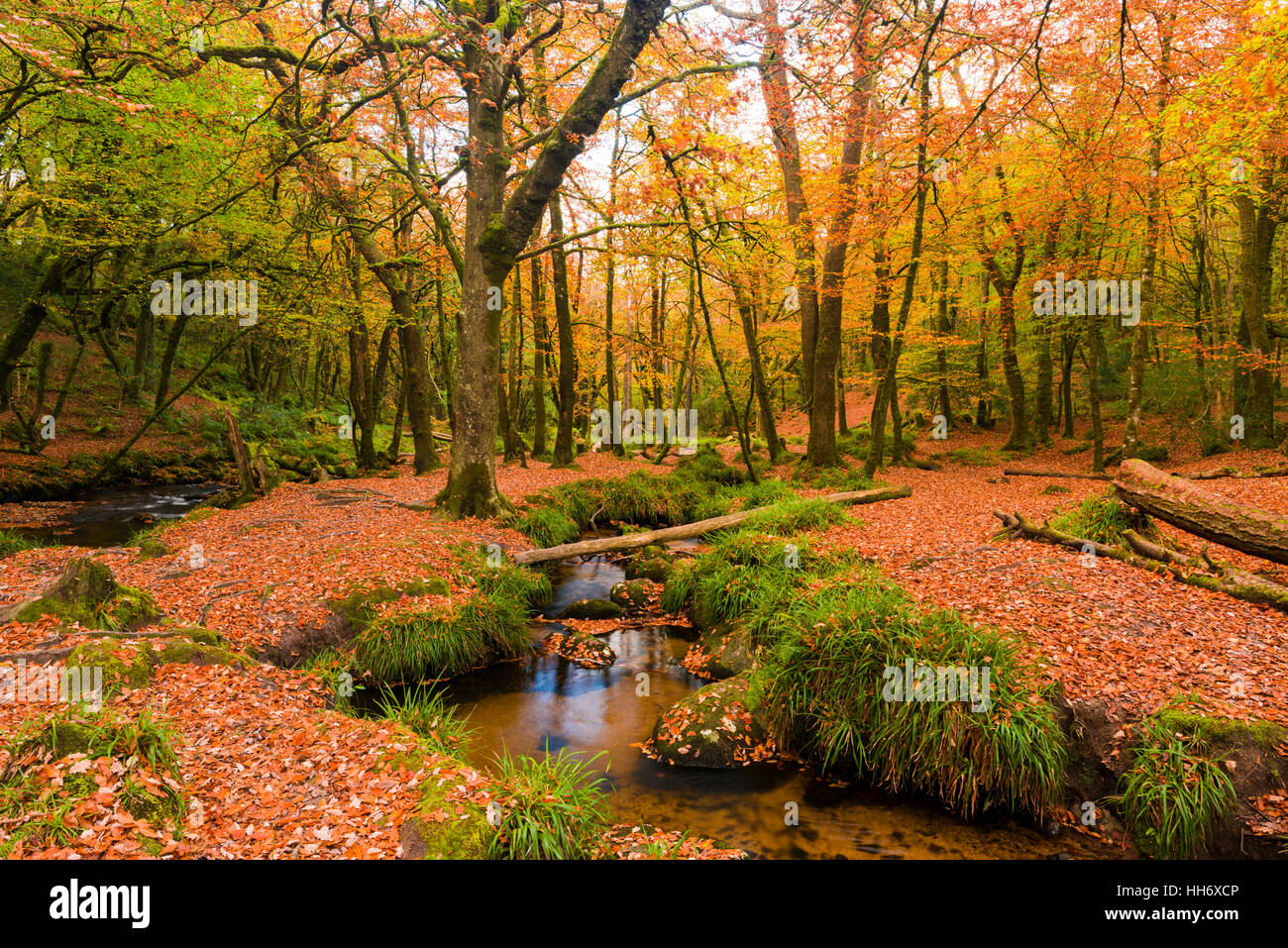 L'automne à Draynes la réserve naturelle nationale de bois sur Bodmin Moor, Cornwall, Angleterre. Banque D'Images