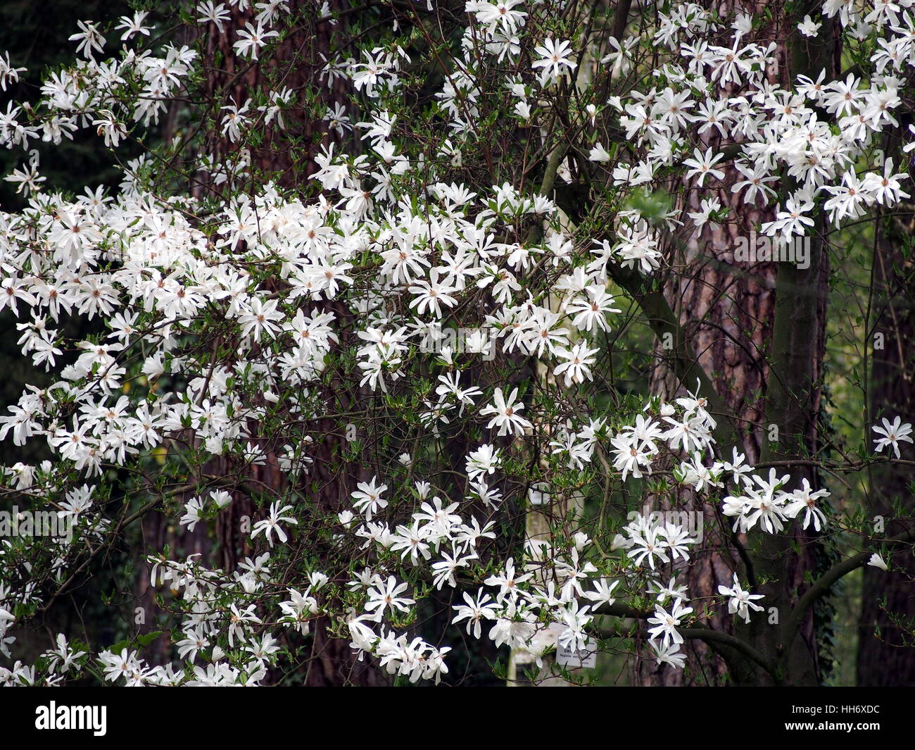 Magnolia Magnolia stellata (star) en pleine floraison Banque D'Images