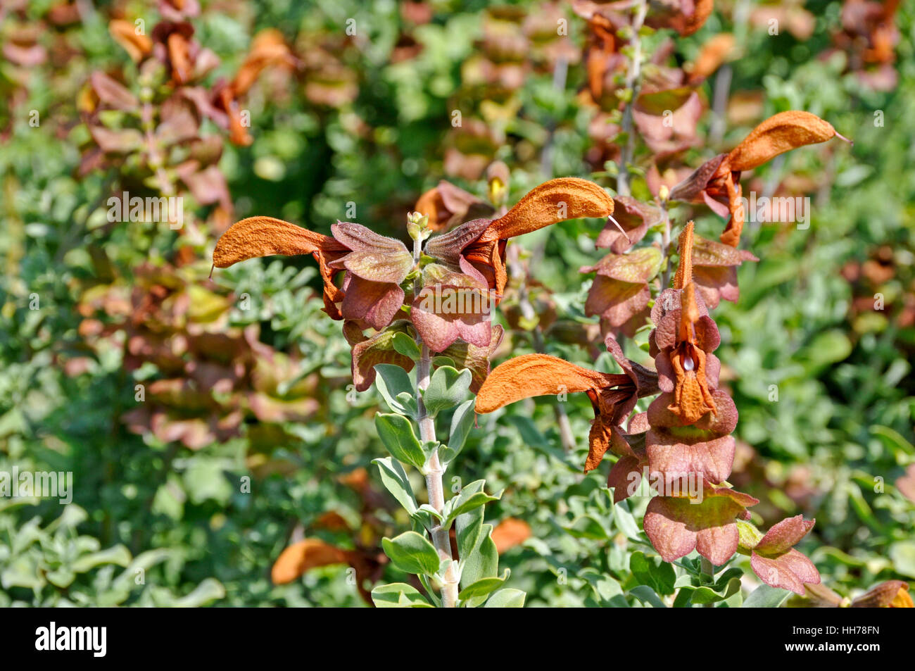 Salvia africana-lutea Banque D'Images