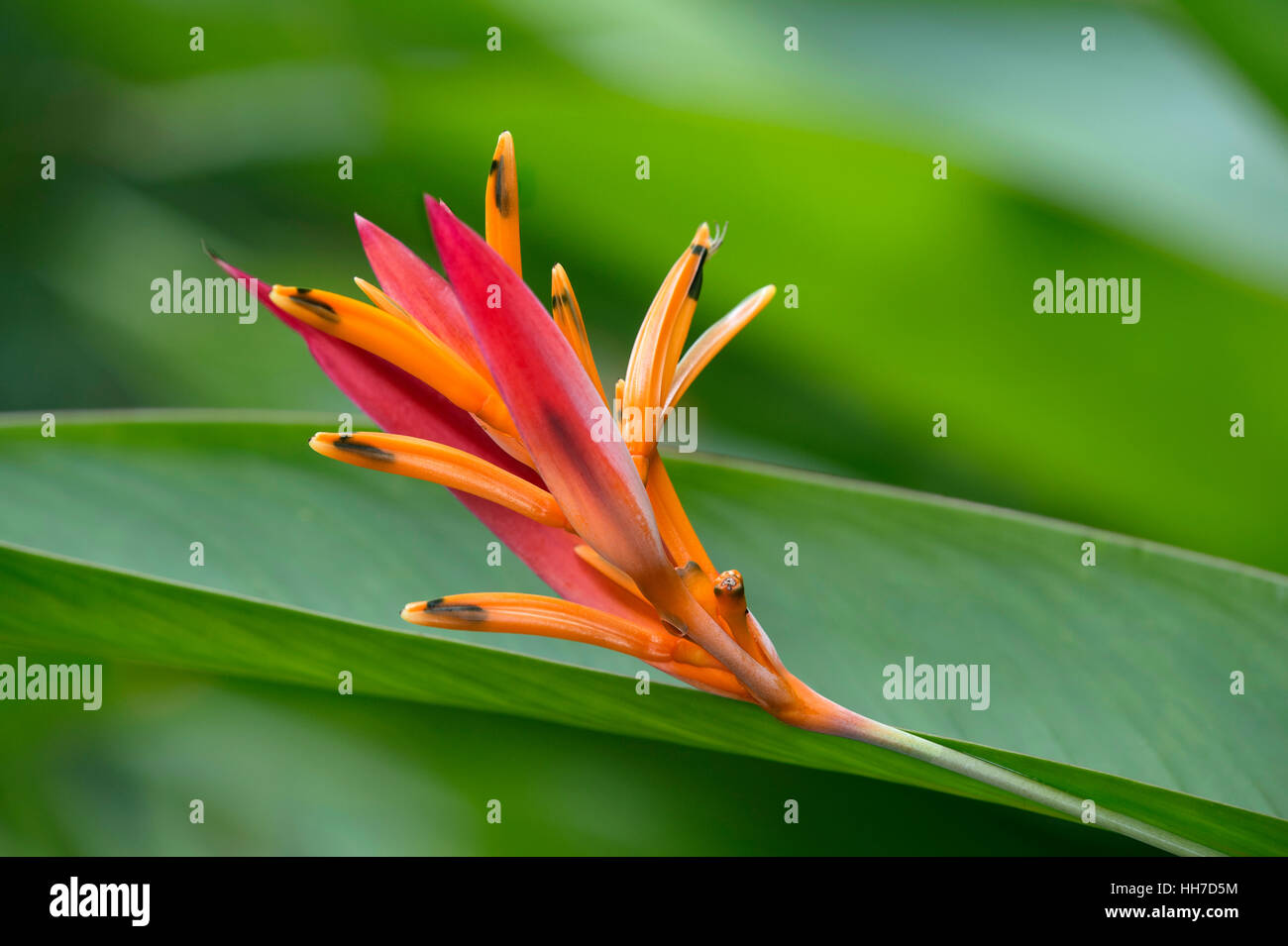 Flash feu en fleurs (Heliconia densiflora), Amazon rainforest, Copalinga, Zamora Province, l'Équateur Banque D'Images