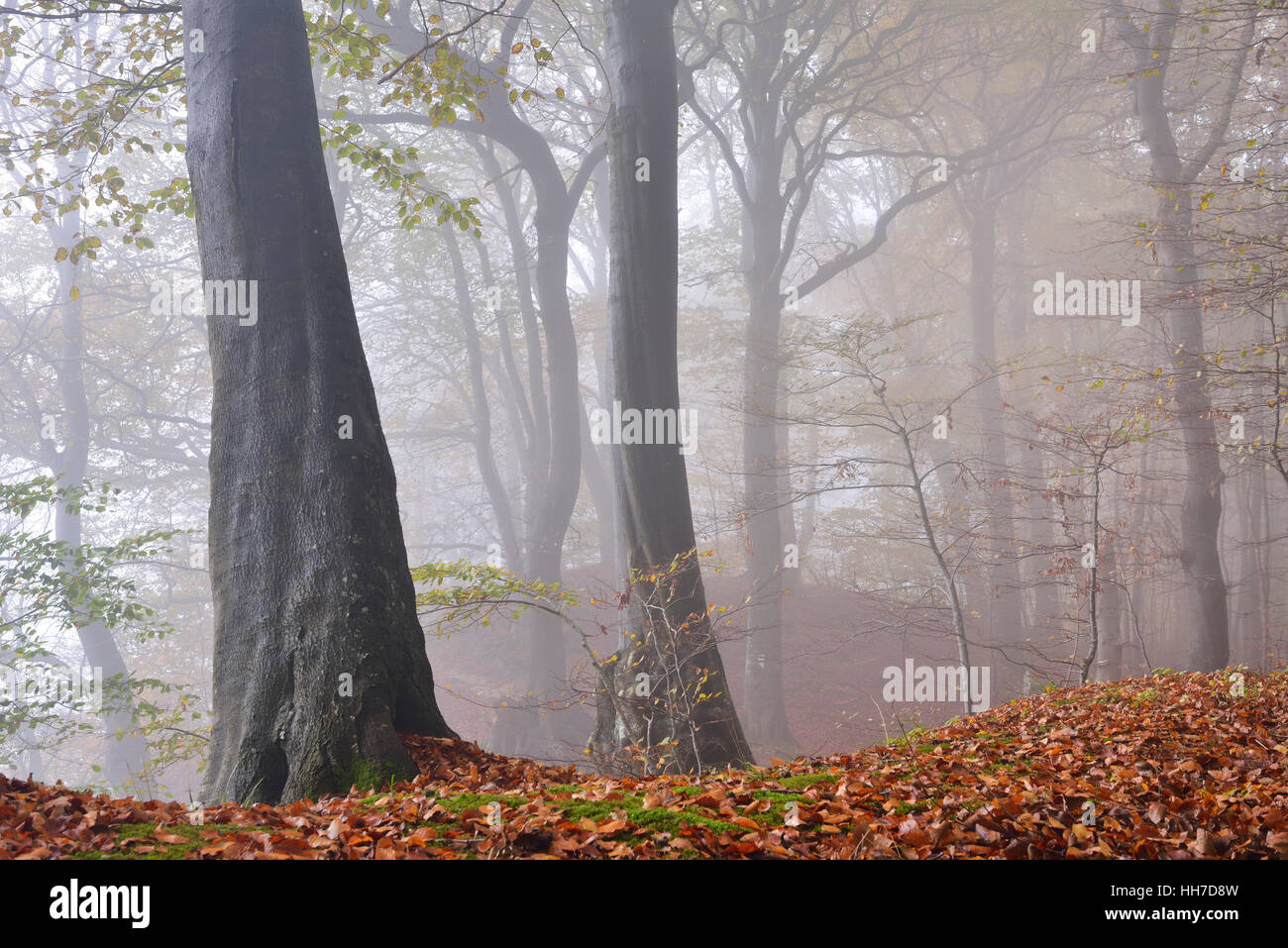 Du brouillard en forêt de hêtres, automne, parc national de Jasmund, Rügen, Mecklembourg-Poméranie-Occidentale, Allemagne Banque D'Images