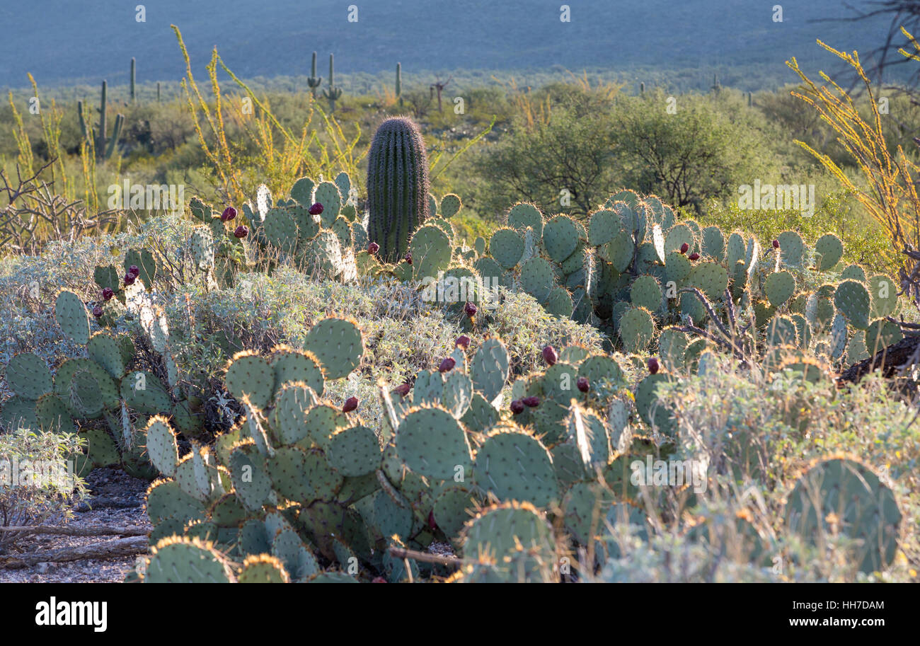 Paysage avec cactus, Saguaro National Park, désert de Sonora, en Arizona, USA Banque D'Images