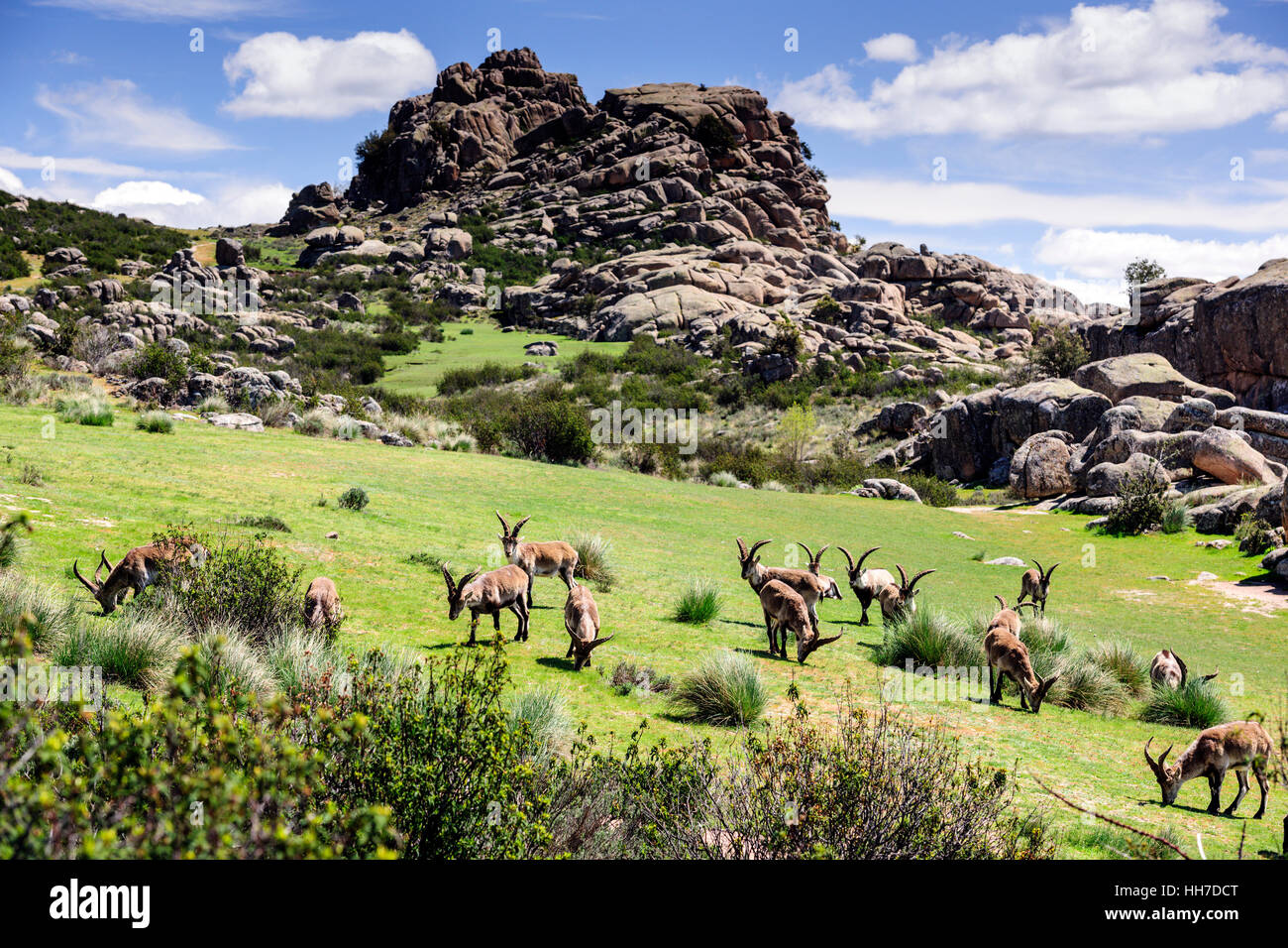 Les chèvres sauvages ibérique (Capra pyrenaica), troupeau, le pâturage, La Pedriza del Manzanares Nature Park, province de Madrid, Espagne Banque D'Images