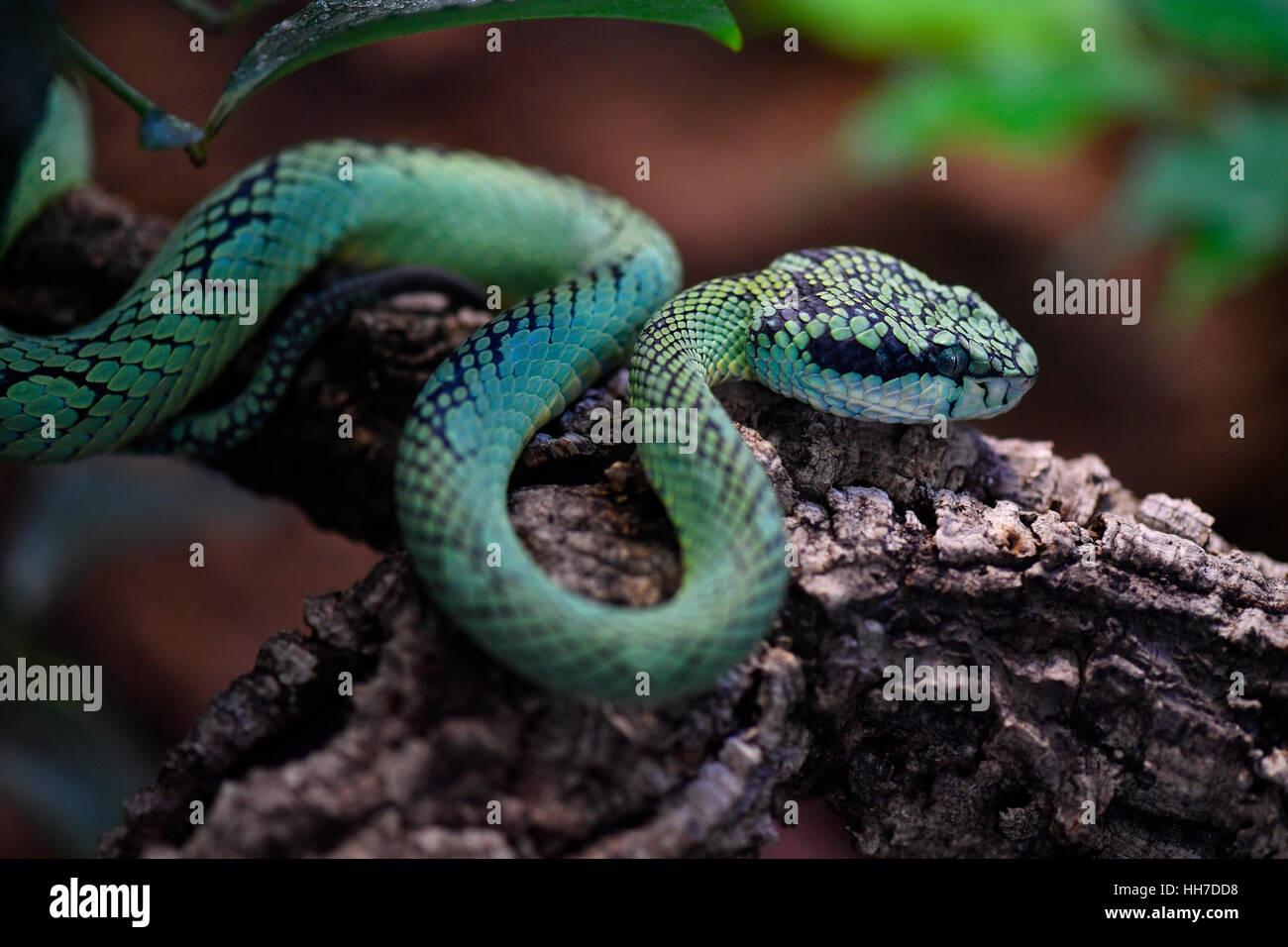 Pit Viper vert du Sri Lanka, aussi Ceylan pit viper ou pala polonga (Trimeresurus trigonocephalus) sur une branche, captive Banque D'Images