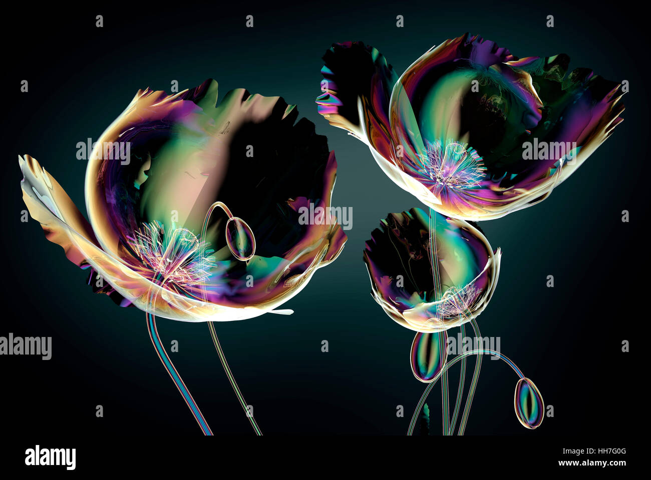 Fleurs en verre couleur noir isolé sur le coquelicot, Papaver, 3d illustration Banque D'Images