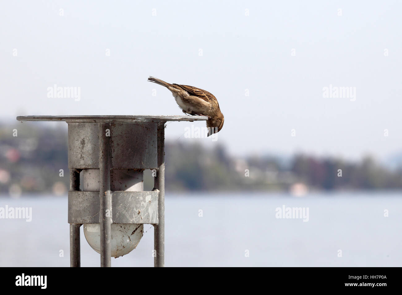 Oiseau Oiseaux Sparrow Chant Bird Goglu Vol Oiseau