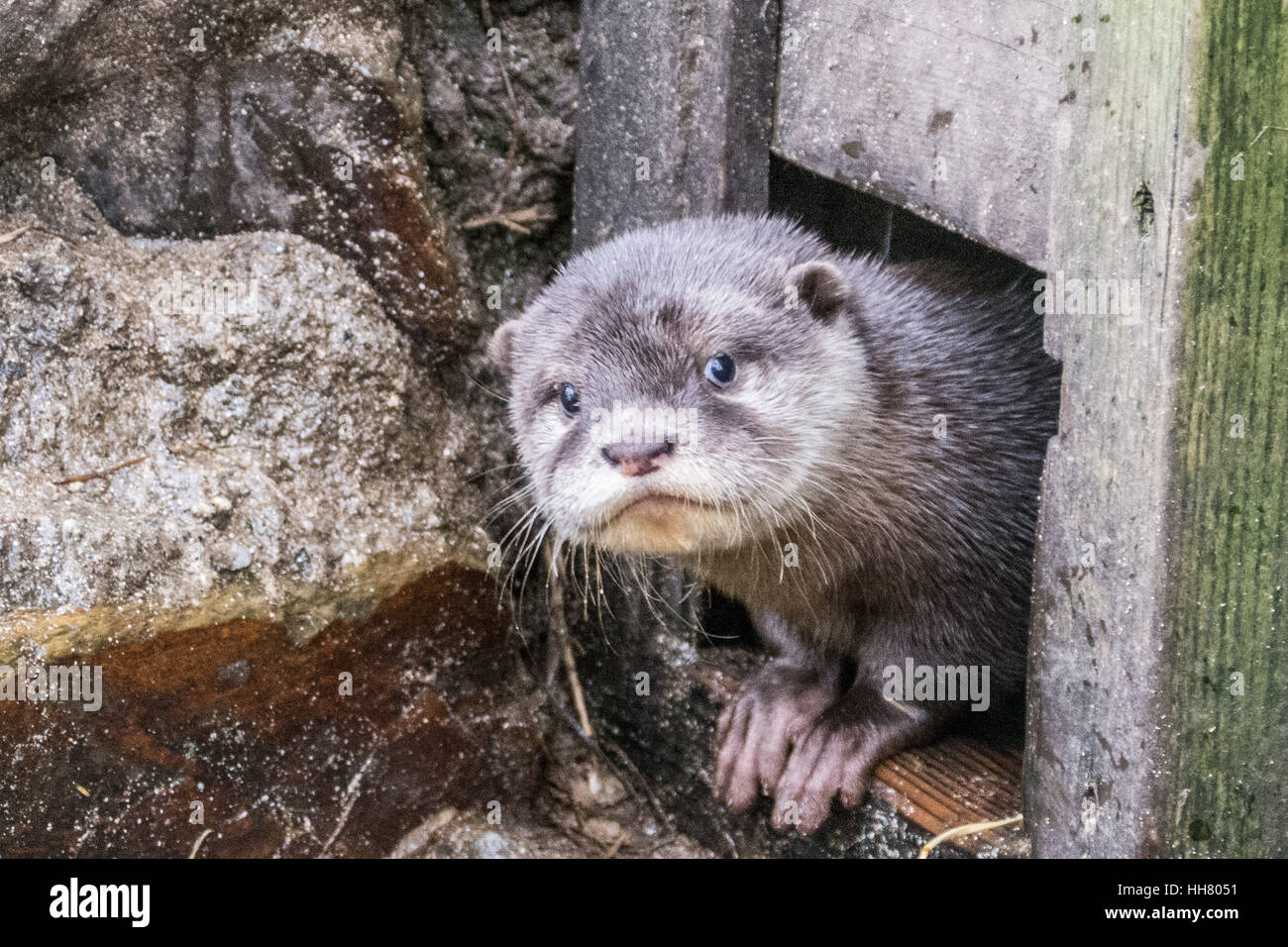 Le Zoo De Newquay Cornwall Uk 17 Janvier 17 Meteo Britannique Une Loutre Bebe Tire La Tete Pour Verifier Les Conditions A Newquay Zoo La Loutre L Un Des 4 Oursons Nes En