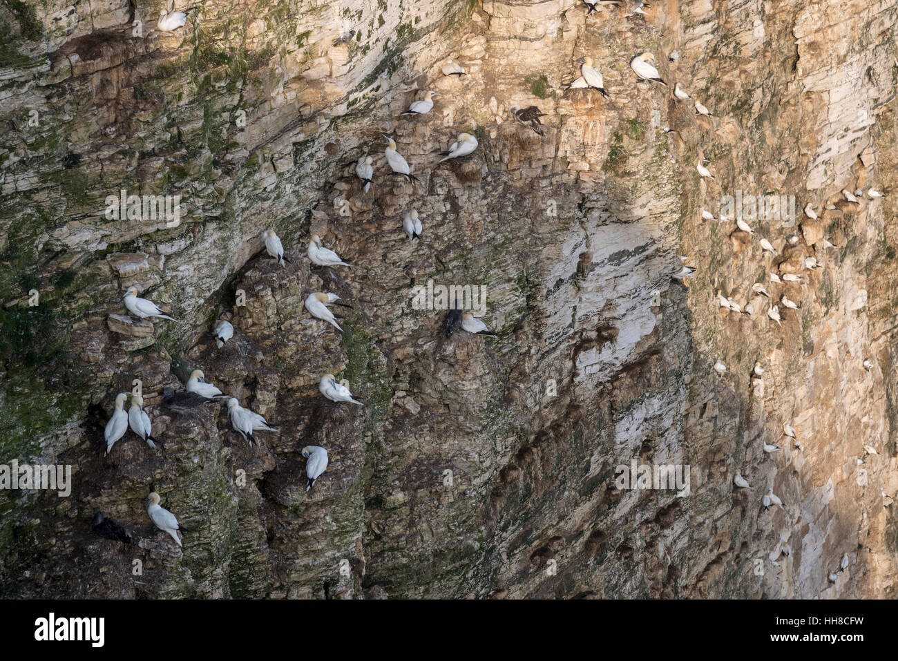 Bassan sur la dentelle des falaises de craie à Bempton sur la côte est de l'Angleterre. Un endroit populaire pour voir des colonies d'oiseaux de mer. Banque D'Images