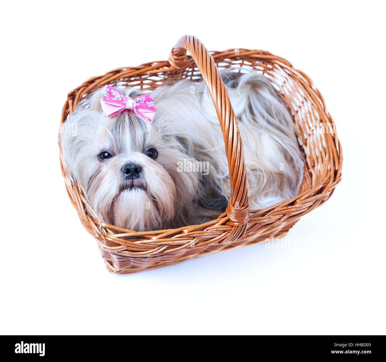 Cute shih tzu chien avec noeud rose assis dans le panier. Isolé sur fond blanc. Banque D'Images