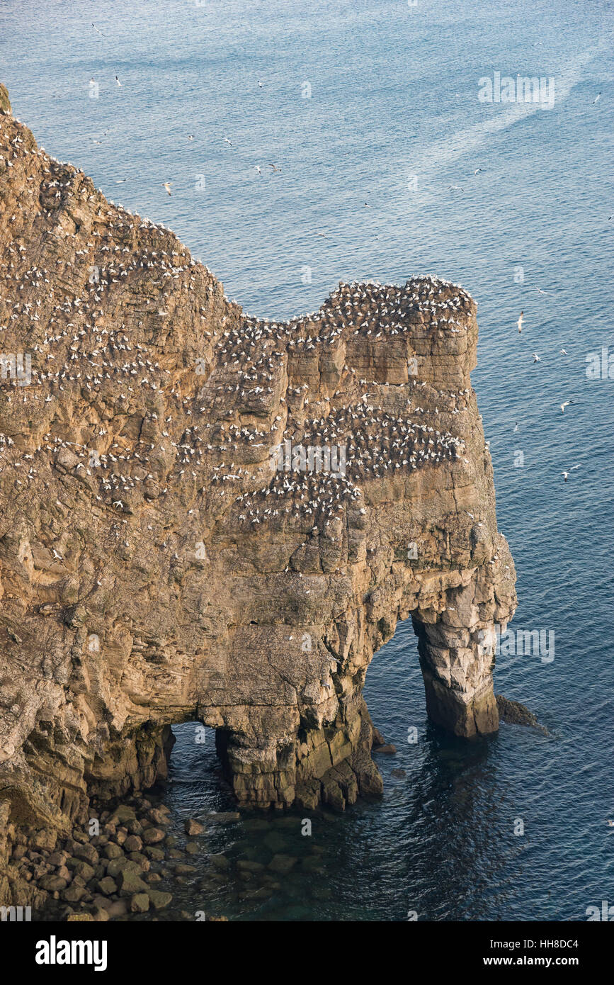 Bassan sur la dentelle des falaises de craie à Bempton sur la côte est de l'Angleterre. Un endroit populaire pour voir des colonies d'oiseaux de mer. Banque D'Images