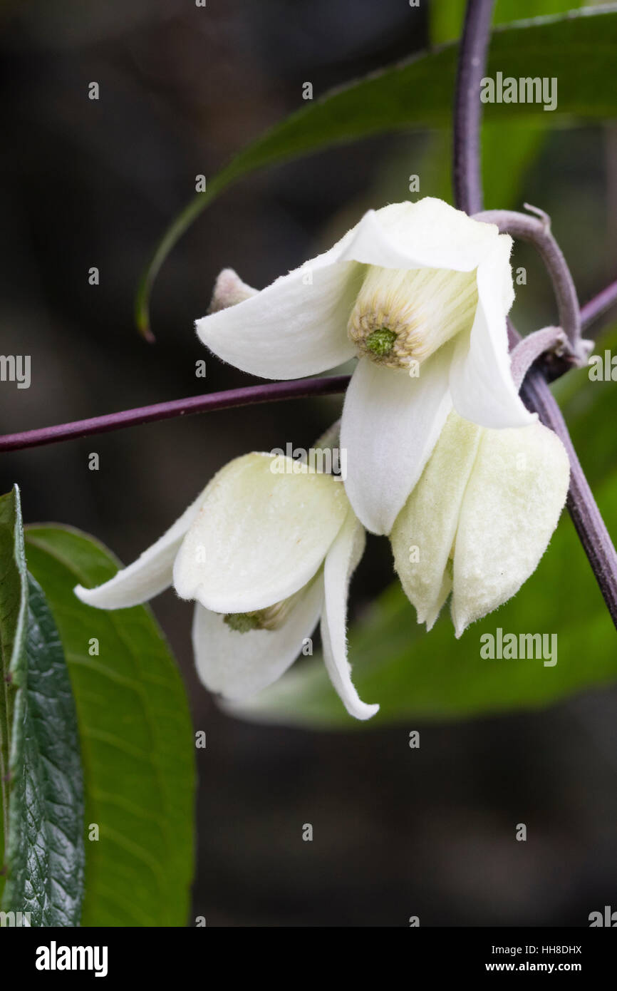 Close up des fleurs de l'hiver, grimpeur evergreen en fleurs Clematis urophylla 'Winter Beauty' Banque D'Images