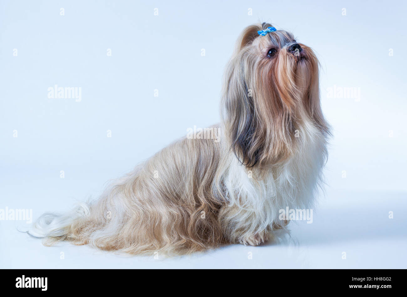 Shih Tzu chien aux cheveux longs assis et à côté sur fond bleu et blanc Banque D'Images