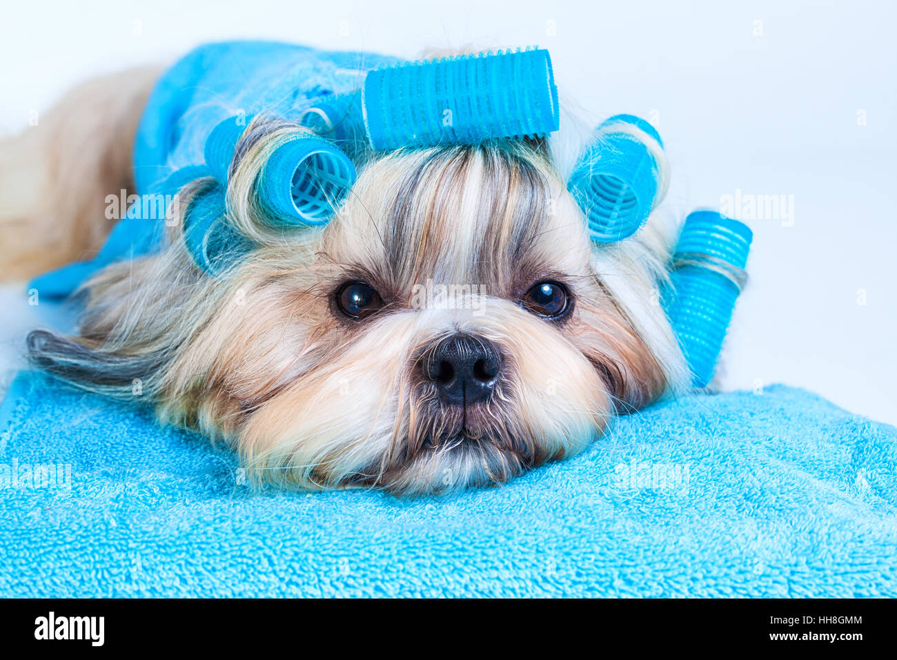 Shih Tzu dog style de cheveux avec des bigoudis et des serviettes. Sur fond blanc. Banque D'Images