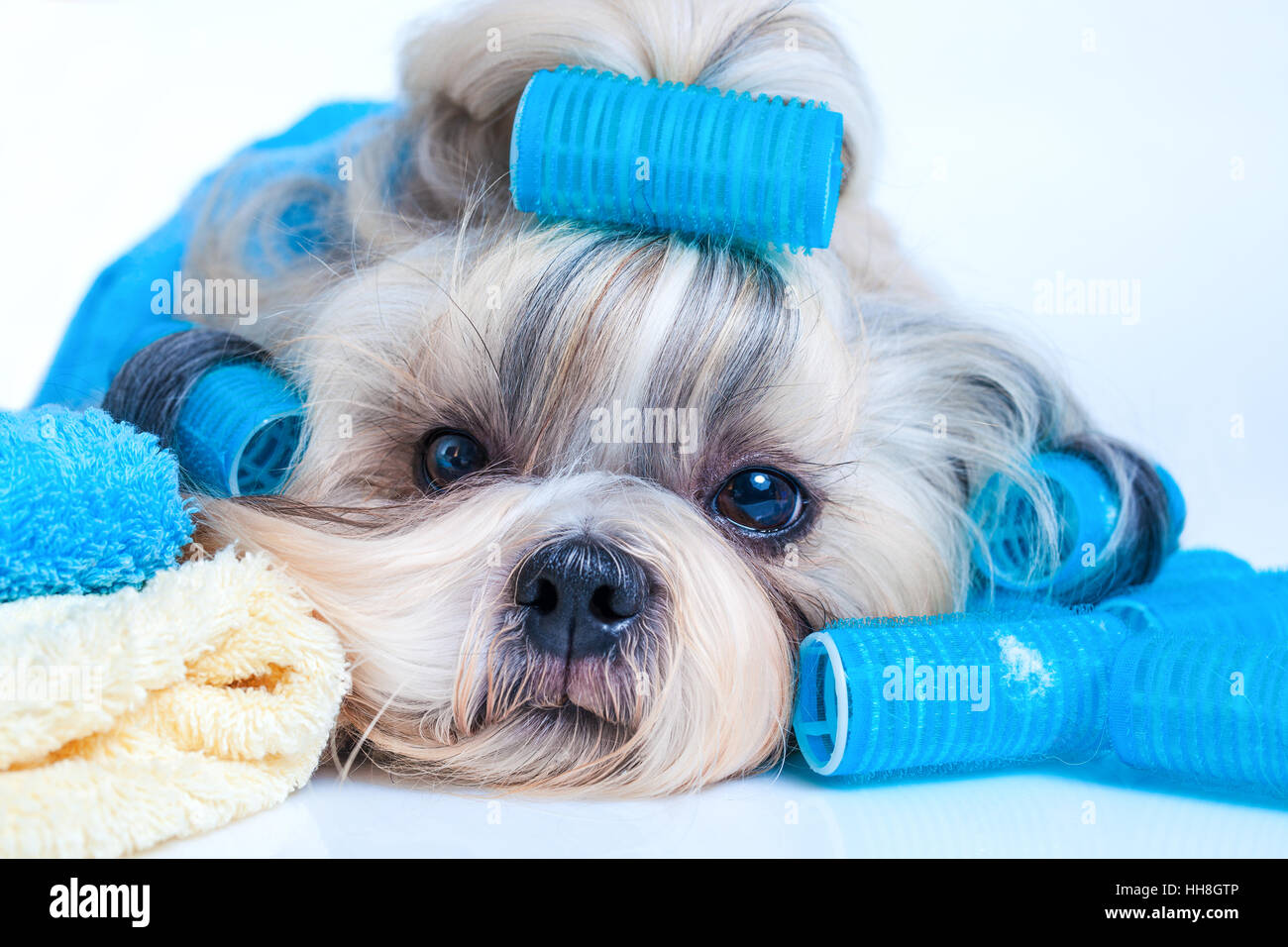 Shih Tzu dog style de cheveux avec des bigoudis et des serviettes. Sur fond blanc. Banque D'Images