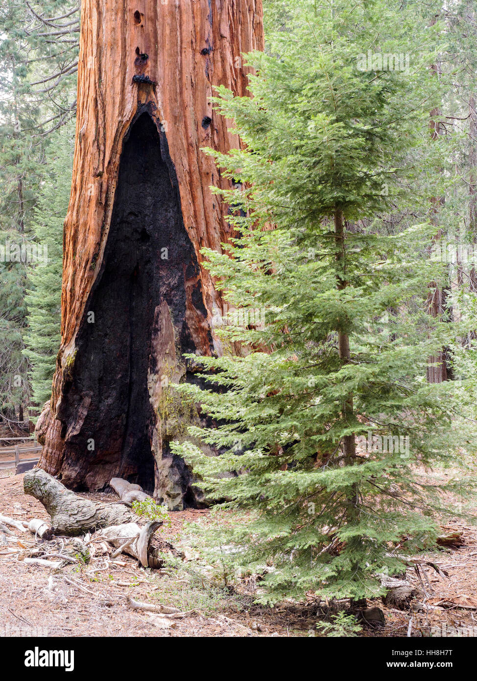 Feu énorme cicatrice sur un séquoia géant au Grant Grove dans la Sequoia National Forest, Californie, USA. Banque D'Images