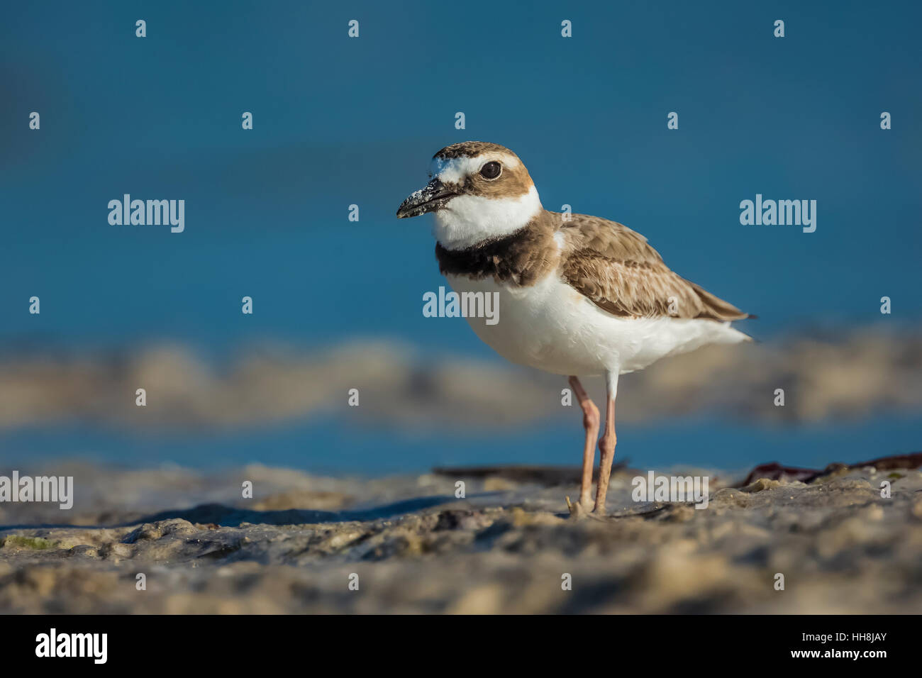 Pluvier de Wilson, Charadrius wilsonia, le long de la côte de la lagune Tigertail Beach Park sur Marco Island, Naples, Florida, USA Banque D'Images