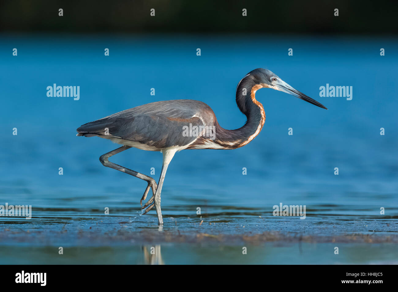 Aigrette tricolore, Egretta tricolor, d'alimentation en eau salée peu profonde à Tigertail Beach Park sur Marco Island, Naples, Florida, USA Banque D'Images